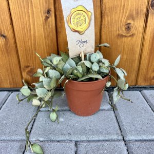 Voskovka (Hoya krohniana) ‘ESKIMO´ - výška 20-30 cm, kont. C1L